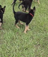 Red collar , a male German Shepherd Dog for sale in Webster, FL – 6 of 6