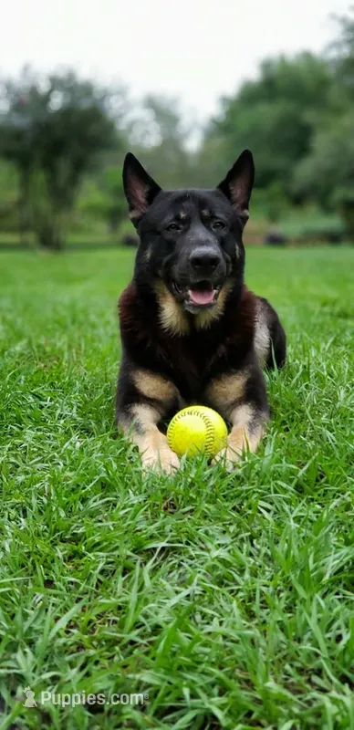 Puppy 1 Male – German Shepherd Dog puppy for sale in Webster, FL