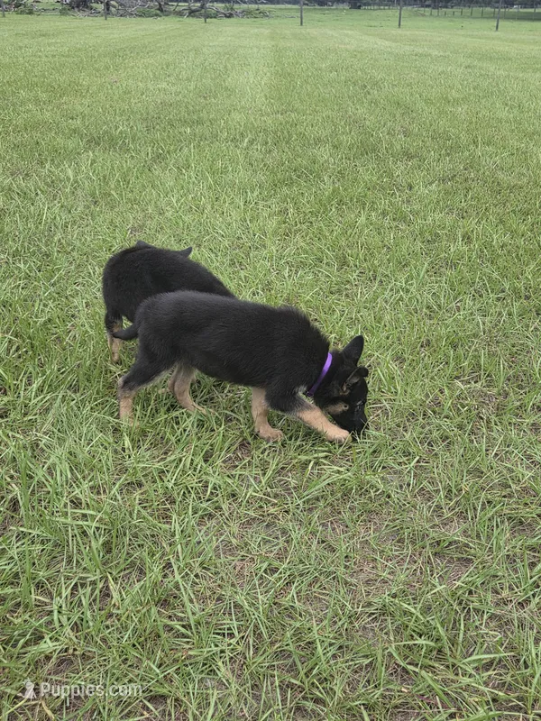 Purple collar  – German Shepherd Dog puppy for sale in Webster, FL