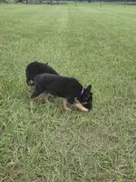 Purple collar , a female German Shepherd Dog for sale in Webster, FL – 1 of 5