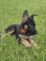 Orange collar, a male German Shepherd Dog for sale in Webster, FL – 2 of 9