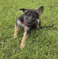 Red collar , a male German Shepherd Dog for sale in Webster, FL – 4 of 6