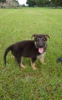 Green collar , a male German Shepherd Dog for sale in Webster, FL – 3 of 10