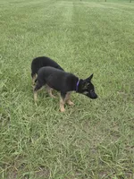 Purple collar , a female German Shepherd Dog for sale in Webster, FL – 2 of 5