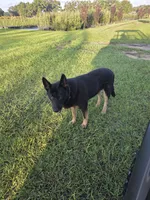 Puppy 1 Male, a male German Shepherd Dog for sale in Webster, FL – 2 of 2