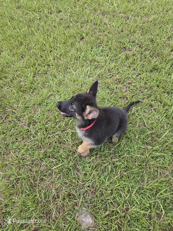 Pink collar – German Shepherd Dog puppy for sale in Webster, FL