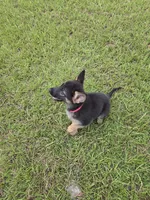 Pink collar, a female German Shepherd Dog for sale in Webster, FL – 1 of 7