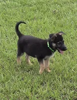 Green collar , a male German Shepherd Dog for sale in Webster, FL – 7 of 10