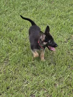 Pink collar, a female German Shepherd Dog for sale in Webster, FL – 3 of 7