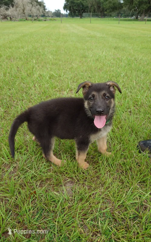 Green collar  – German Shepherd Dog puppy for sale in Webster, FL