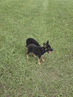 Purple collar , a female German Shepherd Dog for sale in Webster, FL – 4 of 5