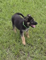 Green collar , a male German Shepherd Dog for sale in Webster, FL – 2 of 10