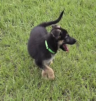 Green collar , a male German Shepherd Dog for sale in Webster, FL – 8 of 10
