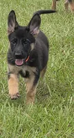 Orange collar, a male German Shepherd Dog for sale in Webster, FL – 4 of 9