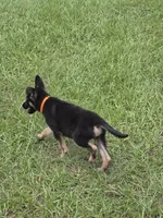 Orange collar, a male German Shepherd Dog for sale in Webster, FL – 7 of 9