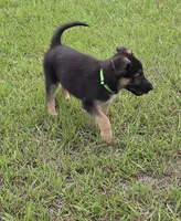 Green collar , a male German Shepherd Dog for sale in Webster, FL – 4 of 10
