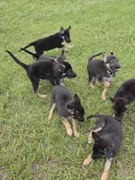 Blue collar, a male German Shepherd Dog for sale in Webster, FL – 2 of 4