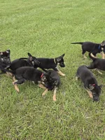 Yellow collar , a female German Shepherd Dog for sale in Webster, FL – 4 of 5