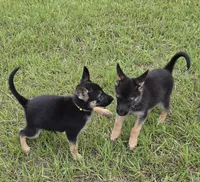 Yellow collar , a female German Shepherd Dog for sale in Webster, FL – 2 of 5