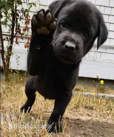 Buster – Labrador Retriever puppy for sale in Lacey, WA