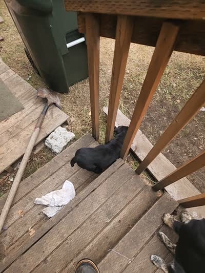 Silky, a male Labrador Retriever for sale in Lacey, WA – 3 of 4
