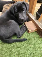 Silky, a male Labrador Retriever for sale in Lacey, WA – 4 of 4