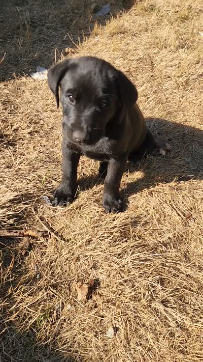 Buster, a male Labrador Retriever for sale in Lacey, WA – 4 of 4