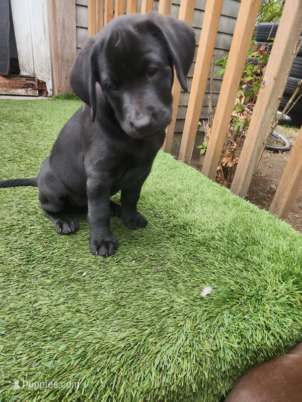 Silky – Labrador Retriever puppy for sale in Lacey, WA