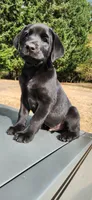 Buster, a male Labrador Retriever for sale in Lacey, WA – 3 of 4