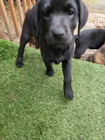 Silky, a male Labrador Retriever for sale in Lacey, WA – 2 of 4