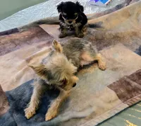 Missi, a female Yorkshire Terrier for sale in Port Saint Lucie, FL – 3 of 4