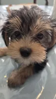 Milo, a male Yorkshire Terrier and Morkie for sale in Port Saint Lucie, FL – 1 of 1
