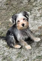 Milo, a male Yorkshire Terrier and Morkie for sale in Port Saint Lucie, FL – 2 of 3