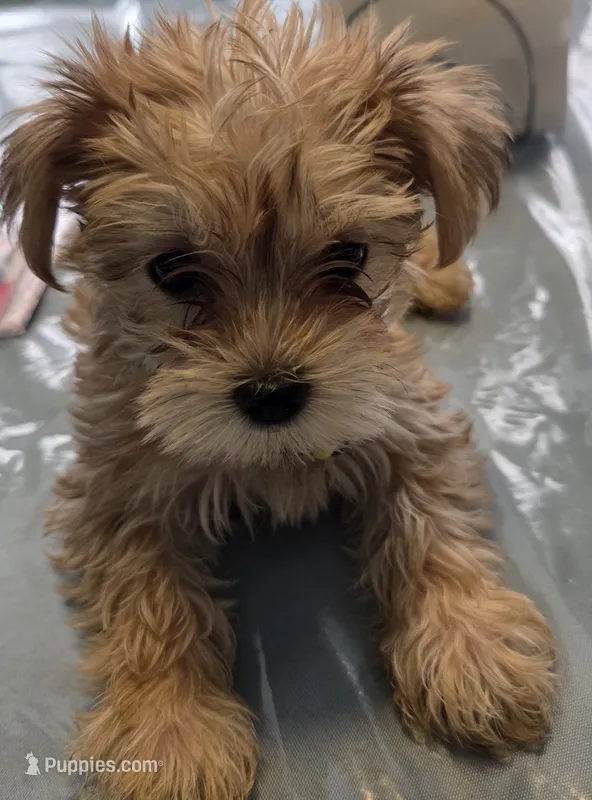 Goldie – Yorkshire Terrier, Morkie puppy for sale in Port Saint Lucie, FL
