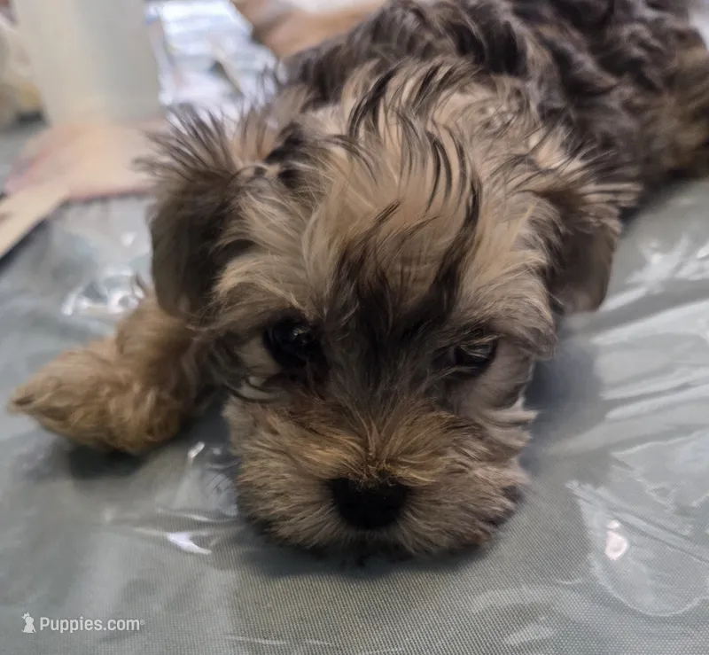 Coco – Yorkshire Terrier, Morkie puppy for sale in Port Saint Lucie, FL
