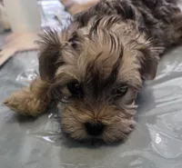 Coco, a male Yorkshire Terrier and Morkie for sale in Port Saint Lucie, FL – 1 of 1