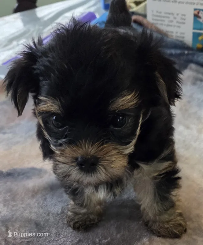 Missi – Yorkshire Terrier puppy for sale in Port Saint Lucie, FL