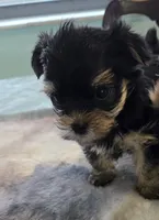 Missi, a female Yorkshire Terrier for sale in Port Saint Lucie, FL – 2 of 4