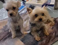 Memphis 3rd, a male Yorkshire Terrier for sale in Port Saint Lucie, FL – 3 of 3