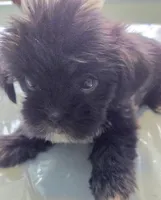 Lulu, a female Shih Tzu and Shorkie for sale in Port Saint Lucie, FL – 1 of 1