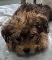 Daisy, a female Yorkshire Terrier and Morkie for sale in Port Saint Lucie, FL – 1 of 1