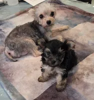 Memphis 3rd, a male Yorkshire Terrier for sale in Port Saint Lucie, FL – 2 of 3