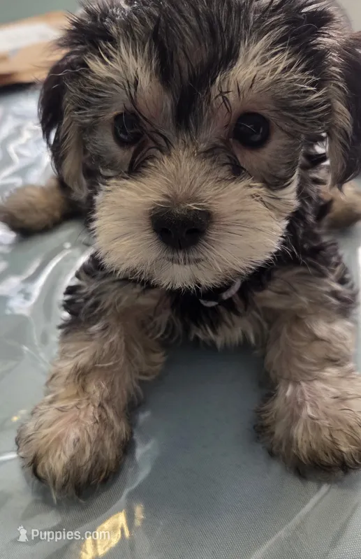 Teddy – Yorkshire Terrier, Morkie puppy for sale in Port Saint Lucie, FL
