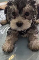 Teddy, a male Yorkshire Terrier and Morkie for sale in Port Saint Lucie, FL – 1 of 1