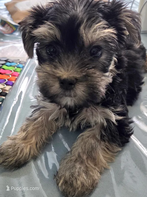 Bella – Yorkshire Terrier, Morkie puppy for sale in Port Saint Lucie, FL