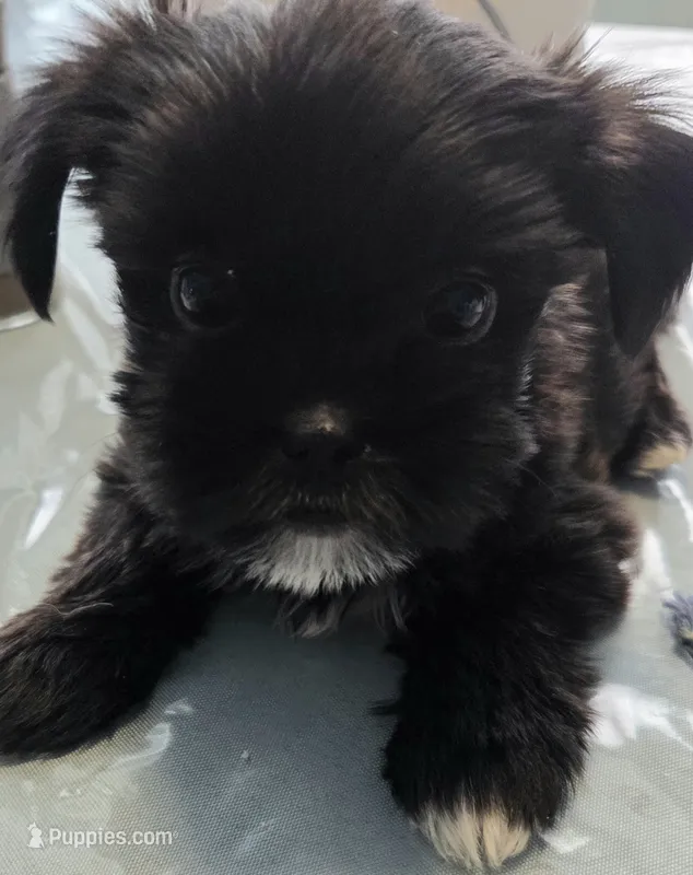 CHARLIE – Shih Tzu, Shorkie puppy for sale in Port Saint Lucie, FL