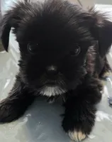 CHARLIE, a male Shih Tzu and Shorkie for sale in Port Saint Lucie, FL – 1 of 1