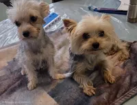 Missi, a female Yorkshire Terrier for sale in Port Saint Lucie, FL – 4 of 4