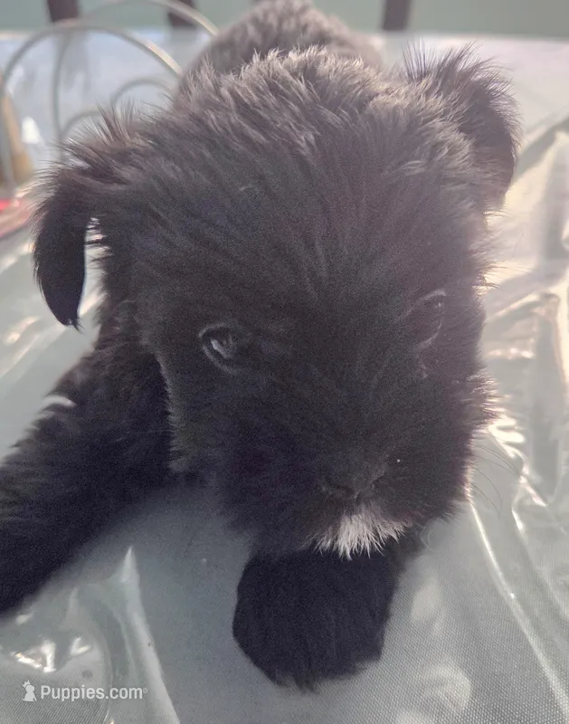 Max – Shih Tzu, Shorkie puppy for sale in Port Saint Lucie, FL