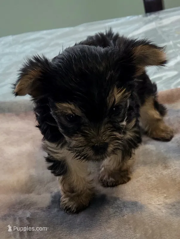 Memphis 3rd – Yorkshire Terrier puppy for sale in Port Saint Lucie, FL